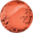 Apricot Blushjpg