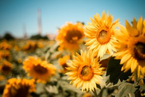 sunflowers field picjumbo com